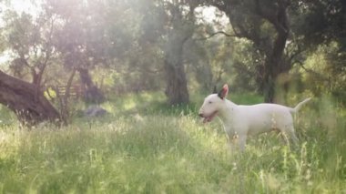 Beyaz bir teriyer, uzun otlar ve ağaçlarla çevrili güneşli bir ormanda yürüyor. Köpek sakin görünüyor, doğal çevrenin huzurunun tadını çıkarıyor..