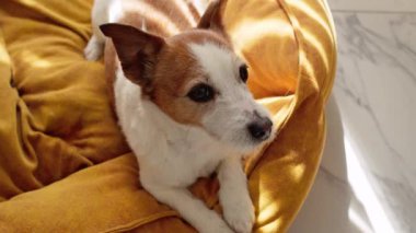 Jack Russell Terrier yumuşak bir yastığın üzerinde rahatça yatıyor. Köpek rahat ve rahat görünüyor, huzur içinde dinleniyor..