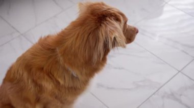 Nova Scotia Ördek Çalan Köpek Yeme Hapları. Huzurlu görünüyor, sakin bir yerde sakin bir anın tadını çıkarıyor..