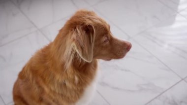Nova Scotia Ördek Çalan Köpek Yeme Hapları. Huzurlu görünüyor, sakin bir yerde sakin bir anın tadını çıkarıyor..