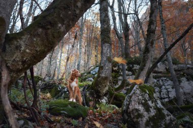 Bir Nova Scotia Duck Tolling Retriever canlı bir sonbahar ormanında ağaçların arkasından dışarı bakar. Altın yapraklar, köpeklerin kırmızı paltolarına mükemmel bir tezat sağlar..