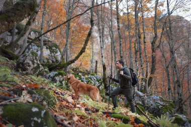 Bir Nova Scotia Duck Tolling Retriever renkli sonbahar yapraklarıyla dolu bir ormanda kayaların üzerinden tırmanır. Bu engebeli manzara macera duygusunu vurgular..
