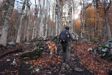 Bir yürüyüşçü Nova Scotia Duck Tolling Retriever 'la birlikte düşen yapraklarla dolu bir sonbahar ormanında yürüyor. Huzurlu orman patikası her ikisi için de bir huzur ve macera hissi yaratır..