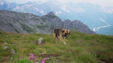 Bir çoban köpeği engebeli arazi ve vadinin uzak bir manzarasıyla çevrili kayalık bir dağ yamacında yürüyor. Köpek odaklanmış görünüyor, engebeli araziyi keşfediyor..