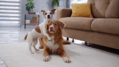 Modern bir oturma odasında beyaz bir halıda yan yana yatan iki köpek. Sahne huzurlu ve köpekler mutlu görünüyor..