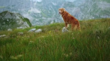 Bir Nova Scotia Duck Tolling Retriever dağ yamacındaki uzun otların üzerinde uzanır ve doğal ortama karışır. Köpek rahat ve huzurlu görünüyor, serin esintinin ve sessiz çevrenin tadını çıkarıyor..