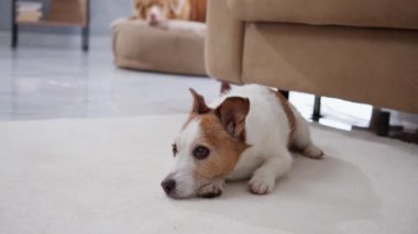 Sıcak bir odada beyaz bir halının üzerinde yatan bir Jack Russell Terrier. Köpek sakin ve rahat görünüyor, pencereden süzülen yumuşak ışıkla..