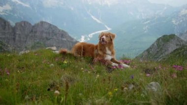 Bir Nova Scotia Duck Tolling Retriever yeşil çimenler ve kır çiçekleriyle çevrili bir dağ sırtında huzur içinde yatıyor. Köpek rahat görünüyor, serin esintinin ve manzaranın tadını çıkarıyor..