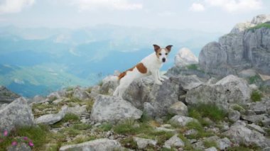 Bir Jack Russell Terrier kayalık bir dağın tepesinde duruyor, aşağıdaki güzel vadiye bakıyor. Köpek kendinden emin ve maceraperest görünüyor, yüksek irtifanın tadını çıkarıyor..