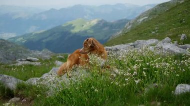 Altın renkli bir köpek dağdaki çimenli bir çayırda, kır çiçekleri ve kayalık arazilerle çevrili. Köpek sakin ve memnun görünüyor, doğal güzelliğin tadını çıkarıyor..