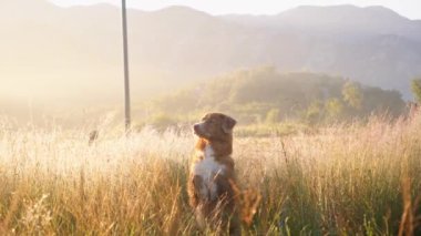 Bir köpek Nova Scotia Duck Tolling Retriever, huzurlu bir arazide uzun altın çimlerle çevrili güneş ışığında oturur. Yumuşak, sıcak ışık ve doğal güzellik huzurlu bir atmosfer yaratır..