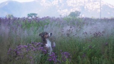 Bir köpek şafak vakti sisli bir tarlada kır çiçeklerinin arasında sessizce oturur. Yumuşak ışık ve kırsal alan sakin ve sakin bir atmosfer yaratır..