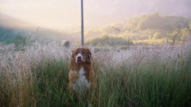 Sabahın erken saatlerinde bir köpek uzun çimenlerde sakince oturur. Yumuşak ışık ve sisli manzara huzurlu ve rahatlatıcı bir atmosfer yaratır..