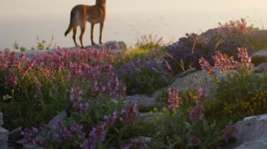 Belçikalı bir Malinois, şafak vakti huzurlu bir manzaraya bakan güvenli bir tepede duruyor..