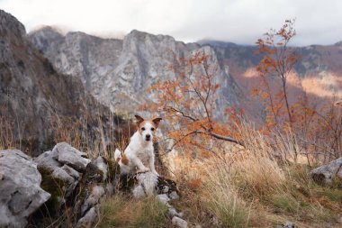 Arka planda sonbahar ağaçları olan kayalık bir çıkıntıda oturan bir Jack Russell Terrier. Teriyer engebeli dağ manzarasında huzurlu bir anın tadını çıkarıyor..
