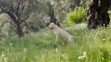 Ağaçlarla çevrili yeşil bir parkta heyecanlı bir şekilde atlayan beyaz bir teriyer. Köpek neşeli ve enerjik görünüyor, dışarıda eğleniyor..