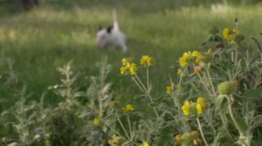 Beyaz bir teriyer ağaçlarla çevrili sarı çiçek tarlasında oturur. Köpek halinden memnun ve huzurlu görünüyor..