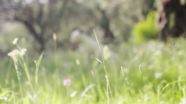 Beyaz bir teriyer, uzun otlarla güneşli bir çayırda yürürken görülüyor. Köpek sıcak güneş ışığı ve doğal güzelliğin tadını çıkarıyor gibi görünüyor..