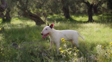 Açık bir çimenlik alanda beyaz bir teriyer görülür. Köpek dikkatli ve çevresini keşfetmeye hazır görünüyor..