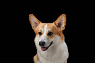 Siyah bir arka plana karşı parlak bir ifadeyle neşeli bir Pembroke Galli Corgi köpeği. Köpekler canlı gözler ve açık ağızlar neşeli ve dost canlısı bir tavır sergiliyor.