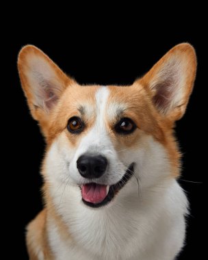 Neşeli bir Pembroke Galli Corgi, koyu siyah bir arkaplana karşı geniş açıyla sırıtıyor, mutluluk saçıyor. Bu köpeğin neşeli tavırları ve parlak gözleri.