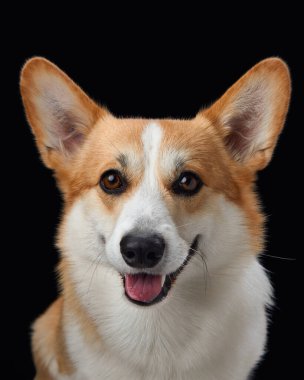Neşeli bir Pembroke Galli Corgi, koyu siyah bir arkaplana karşı geniş açıyla sırıtıyor, mutluluk saçıyor. Bu köpeğin neşeli tavırları ve parlak gözleri.