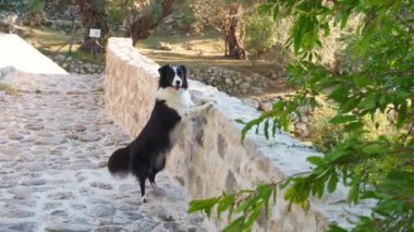 Güneşli bir günde bir Border Collie 'nin bir taş köprünün çevresini keşfettiği görülüyor. Köpek merakla köprünün kenarını kokluyor, yemyeşil ile çevrili..