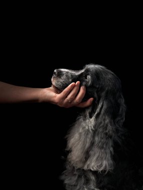 Siyah bir Cocker Spaniel, karanlık bir arka plana karşı profilde oturuyor, sakin ve asil görünüyor..