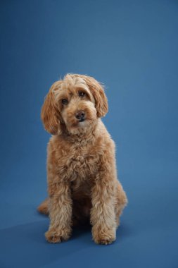 Kıvırcık kürklü bir Labradoodle mavi bir arka plana bakarak dikkatlice oturur..