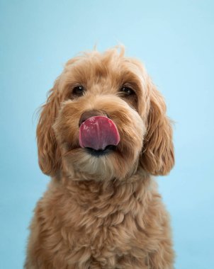 Kıvırcık kürklü bir Labradoodle, açık mavi arkaplana karşı neşeli bir ifadeyle dudaklarını yalıyor..