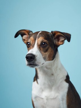 Melez bir köpek, sakin bir mavi arka plana karşı nazikçe oturur ve sakin bir zeka duygusu yayar.