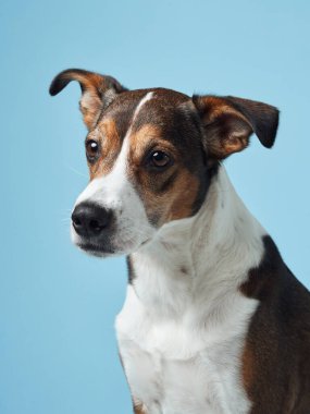 Dengeli bir melez köpek, yumuşak mavi bir zemin üzerinde poz verir, neşeli karakteri samimi bir anda yakalanır.