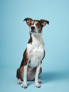 Melez bir köpek, sakin bir mavi arka plana karşı nazikçe oturur ve sakin bir zeka duygusu yayar.