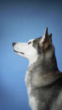 Mavi bir arka plana bakan Sibirya Husky 'si. Köpek dikkatli ve tetikte görünüyor, güçlü bir varlık yakalıyor..