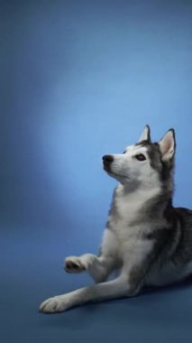 Mavi arka plana sakince uzanmış Sibirya Husky 'si. Köpek bu huzurlu ortamda rahat ve rahat görünüyor..
