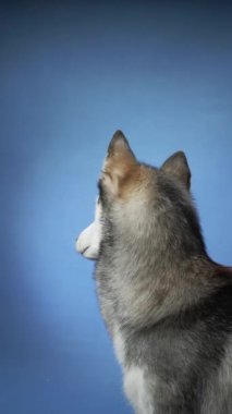 Mavi arka planda Sibirya Husky 'sinin profili. Köpek dikkatlice yan tarafa bakarak odaklanmış görünüyor..