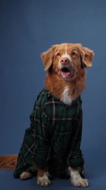 Nova Scotia Duck Tolling Retriever, mavi arka planda ekose bir gömlek içinde oturuyor. Köpek sakin ve şık görünüyor, kameraya hazır..