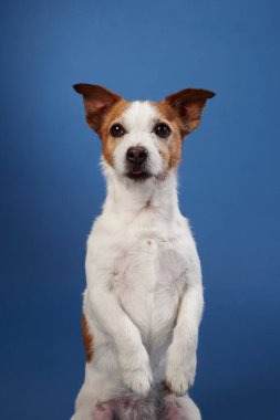 Jack Russell Terrier arka ayakları üzerinde oturur ve mavi bir arka plan karşısında kameraya bakar. Köpeğin meraklı bakışları portreye eğlenceli bir dokunuş ekler..
