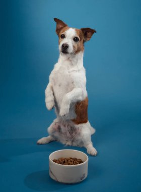 Jack Russell Terrier arka ayaklarının üzerinde oturur mavi arka plandaki yemek kasesinin yanında, meraklı ve oyuncu bir ifade gösterir. Bu poz portreye büyüleyici bir dokunuş katıyor..