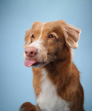 Nova Scotia Duck Tolling Retriever, açık mavi arka plana karşı şakacı bir şekilde dilini uzatır. Bu neşeli ifade portreye eğlenceli ve neşeli bir dokunuş katıyor..