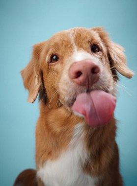 Nova Scotia Duck Tolling Retriever açık mavi arka planlı bir şekilde dilini dışarı uzatır. Neşeli bir jest, neşeli ve neşeli bir portrede yer alır..