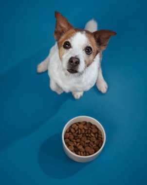 Bir Jack Russell Terrier mavi arka planda yemek kasesinin yanında oturuyor ve beklenen bir ifadeyle yukarı bakıyor. Sahne köpeğin beklentisini ve ilgisini çeker..