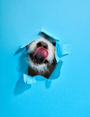 Bir Jack Russell Terrier mavi kağıttaki delikten yalayarak neşeli ve eğlenceli bir sahne yaratıyor. Köpek hareketi görüntüye komik bir dokunuş katıyor..