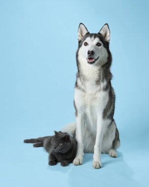 A Siberian Husky sits with a composed stance above a relaxed grey cat on a blue backdrop. Their contrasting demeanors create a captivating studio portrait clipart