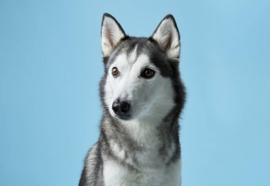 Sibirya Husky 'sini uyarın, bir stüdyo ortamında canlandırılmış, delici bakışlarını sergiliyor. Köpek portresi, sakin mavi bir arkaplan karşısında, ikonik işaretleri ve özenli ifadeyi yakalar.