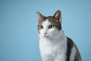 Canlı yeşil gözleri olan meraklı beyaz ve tekir bir kedi açık mavi bir arka plana dikkatle bakıyor..