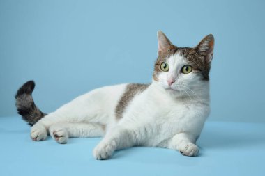 Bir uyarı beyaz ve tekir kedi mavi bir zemin üzerinde yaslanır, yan bakar. Ayırt edici işaretleri ve ilginç ifadesi rahatlatıcı ama çekici bir pozda yakalanır.