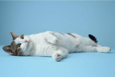 Bir uyarı beyaz ve tekir kedi mavi bir zemin üzerinde yaslanır, yan bakar. Ayırt edici işaretleri ve ilginç ifadesi rahatlatıcı ama çekici bir pozda yakalanır.