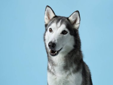 Sibirya Husky köpeği, ağzı bağlı ve gözleri açık, yumuşak mavi gökyüzü benzeri bir arka plana karşı bir ödül yakalıyor. Ekran görüntüsü köpeğin hevesli beklentisini ve neşeli ifadesini görüntüler.