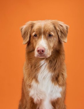 Bir Nova Scotia Duck Tolling Retriever turuncu arka planda sakince oturur, sakin ve barışçıl bir ifadeyi gösterir. Köpek rahat duruşu görüntünün sakin atmosferine katkı sağlar..